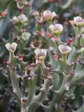 Euphorbia hamata