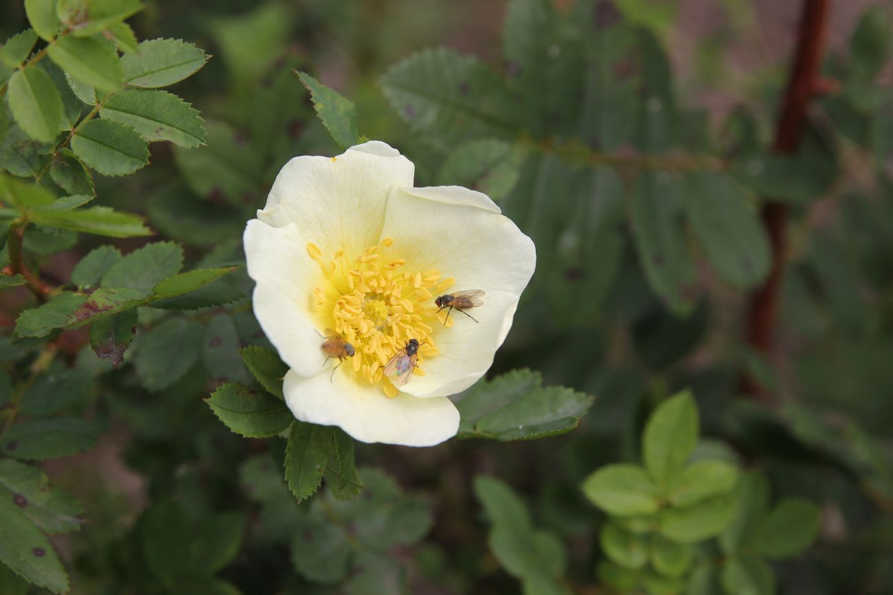 Image of Rosa spinosissima specimen.