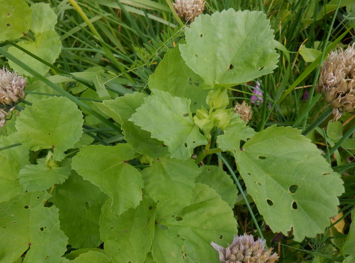 Изображение особи Malope trifida.