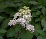 Hydrangea paniculata