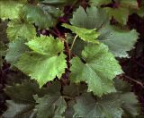 genus Vitis. Листья на верхушке побега саженца. Московская обл., Раменский р-н, окр. дер. Хрипань, садовый участок. 20.07.2020.