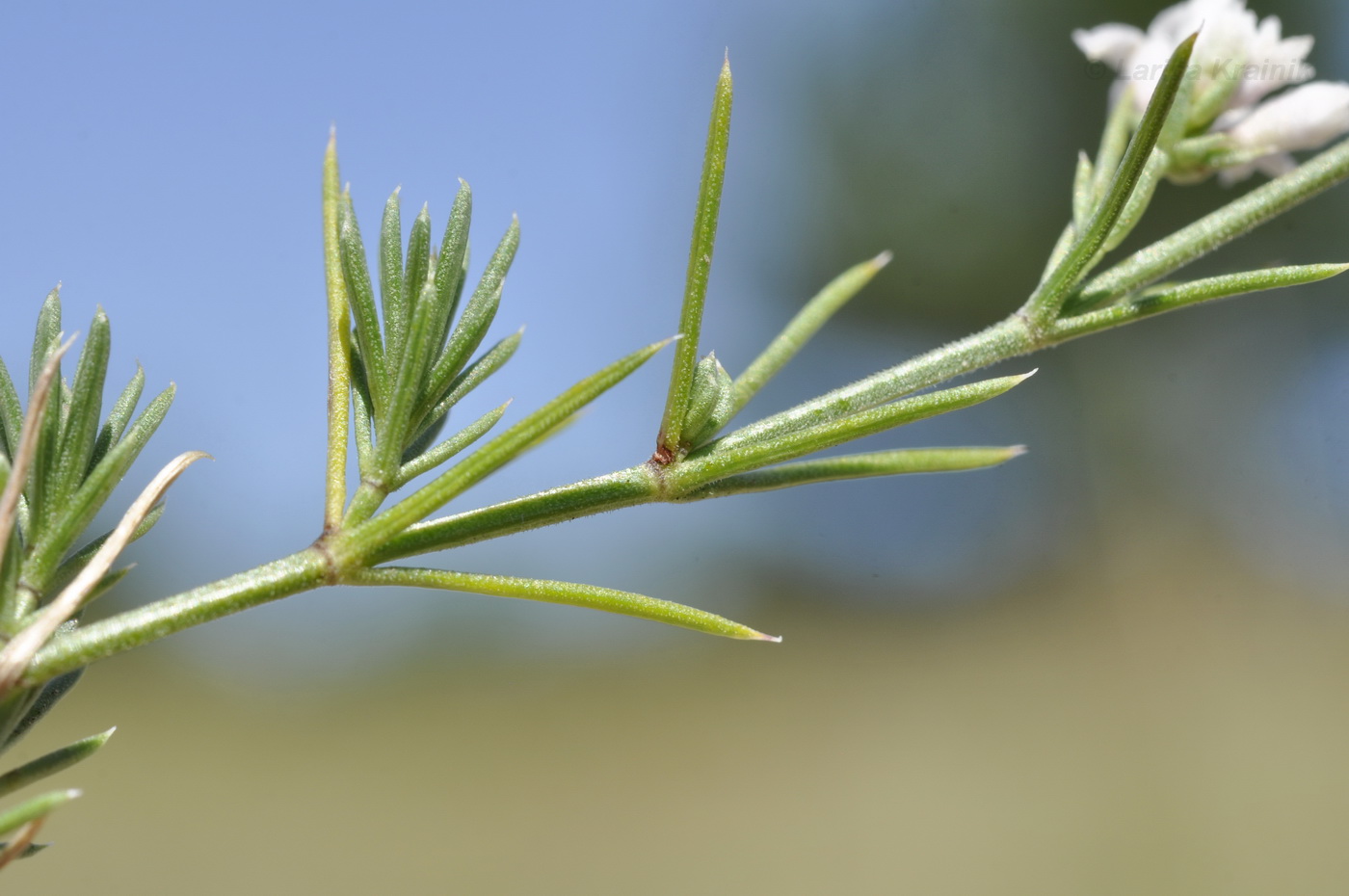 Image of Asperula cretacea specimen.