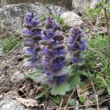 Ajuga orientalis