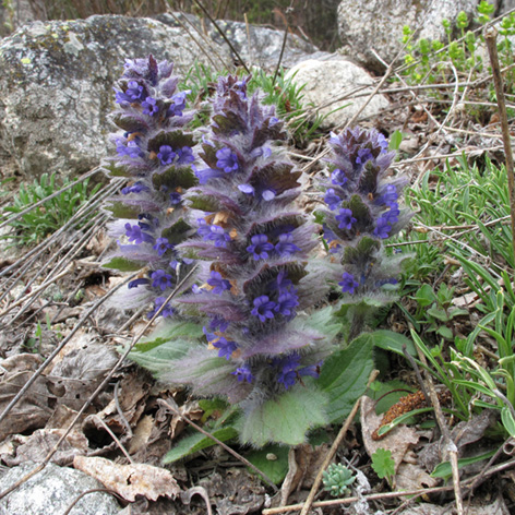 Image of Ajuga orientalis specimen.