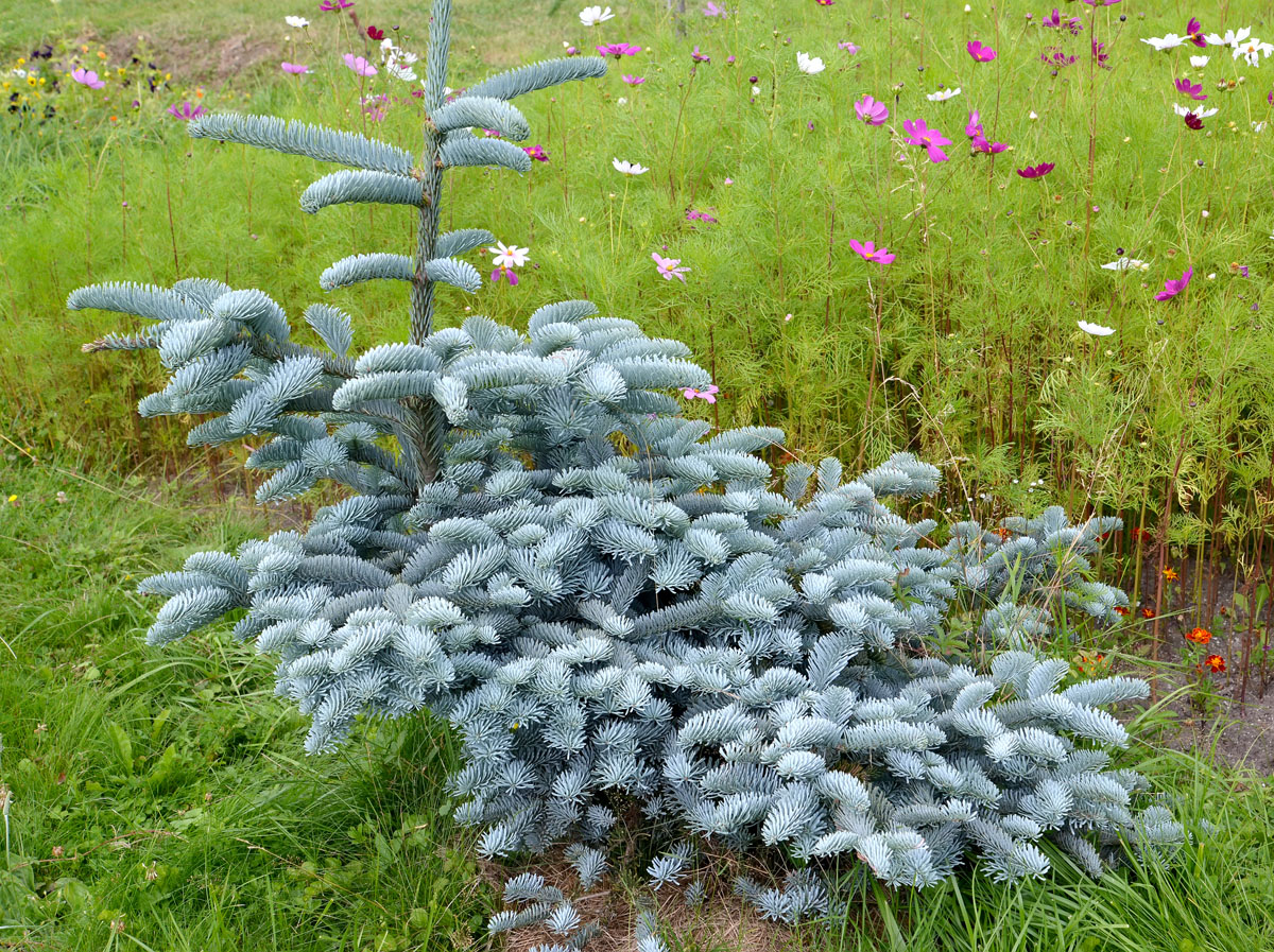 Image of Abies procera f. glauca specimen.