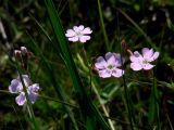 Lychnis sibirica. Цветки. Иркутская обл., Иркутский р-н, р. Иркут, о. Беляева, луг. 30.05.2020.