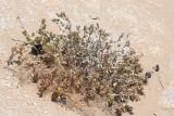 Justicia cleomoides
