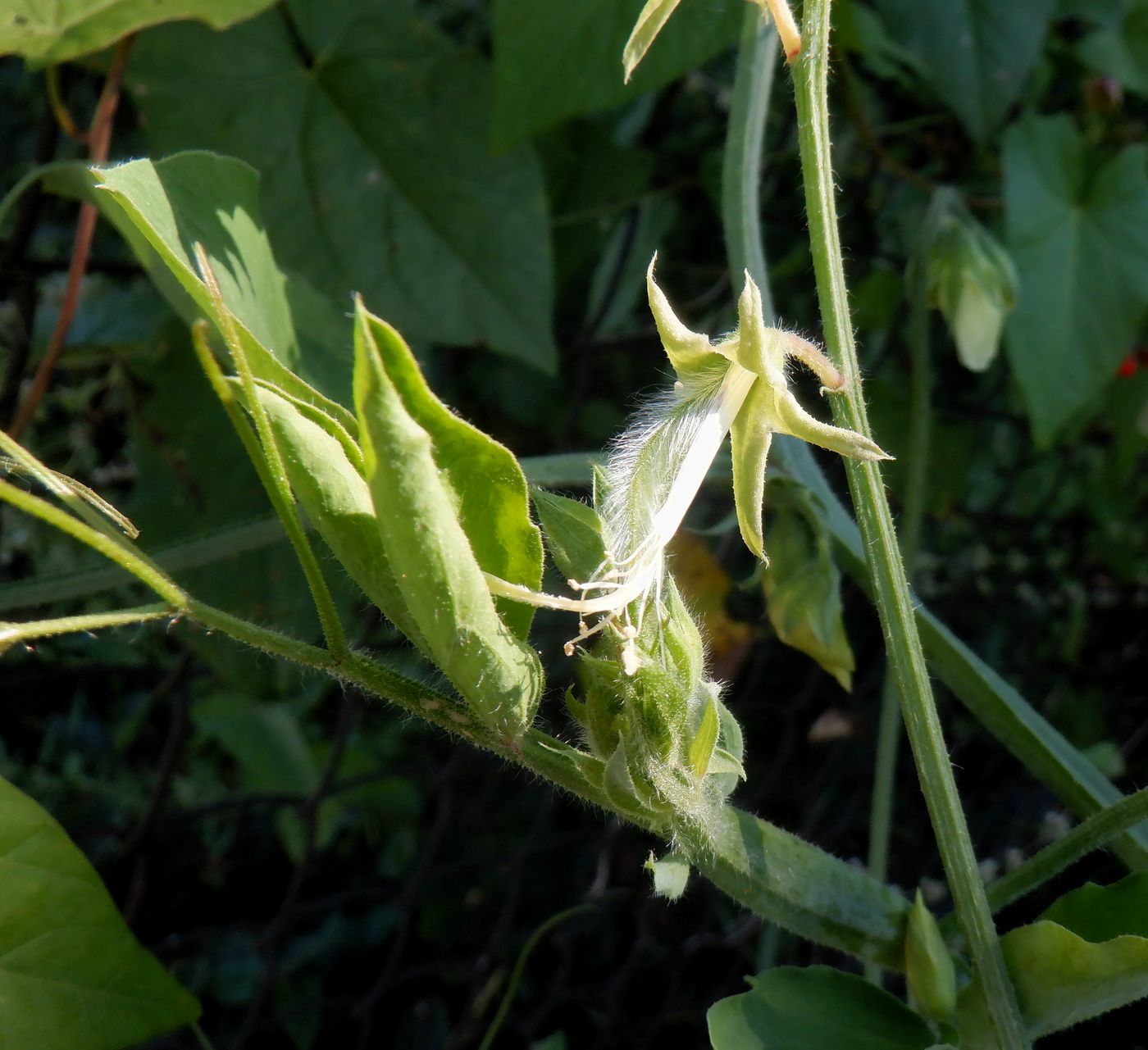 Image of Lathyrus odoratus specimen.