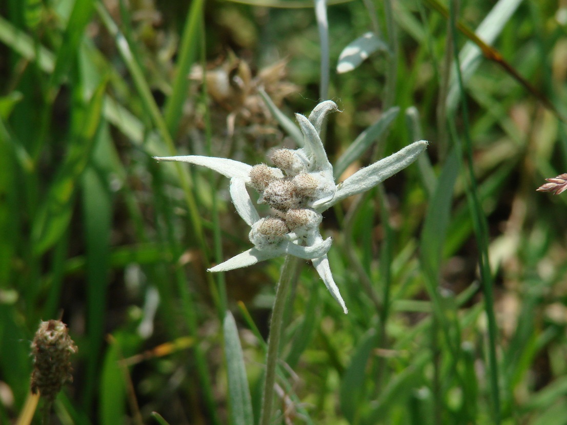 Image of Leontopodium leontopodioides specimen.