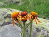 Tephroseris caucasigena