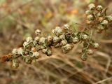 Artemisia pontica. Часть генеративного побега. Украина, Кривой Рог, территория Криворожского ботанического сада НАН Украины, балка Приворотная, склон западной экспозиции. 07.10.2016.