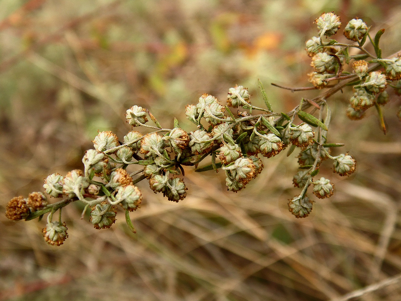 Изображение особи Artemisia pontica.