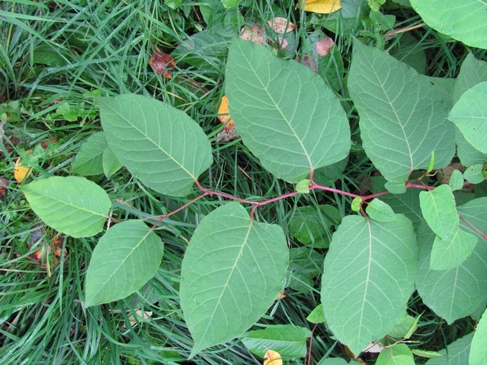 Image of Reynoutria japonica specimen.