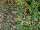 Trifolium lupinaster