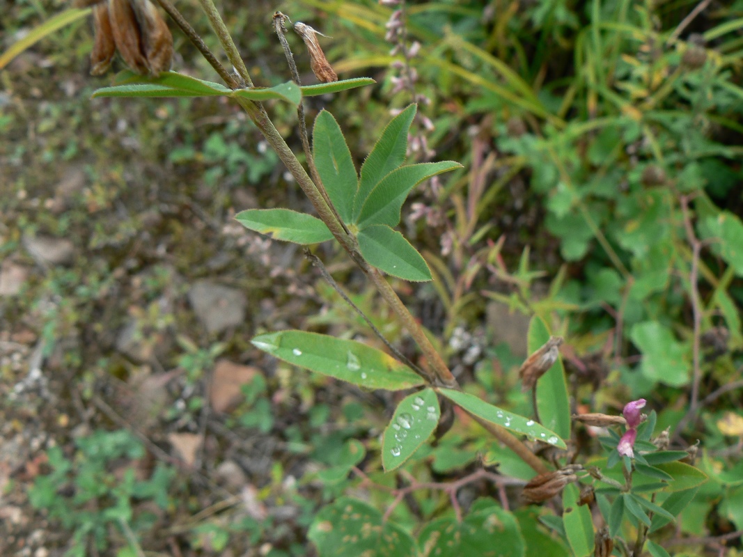 Image of Trifolium lupinaster specimen.