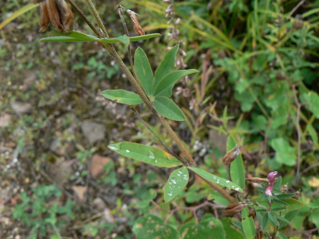 Изображение особи Trifolium lupinaster.