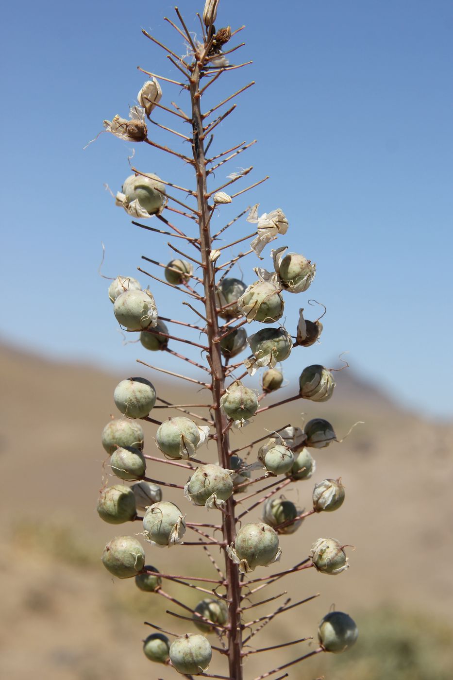 Изображение особи Eremurus olgae.