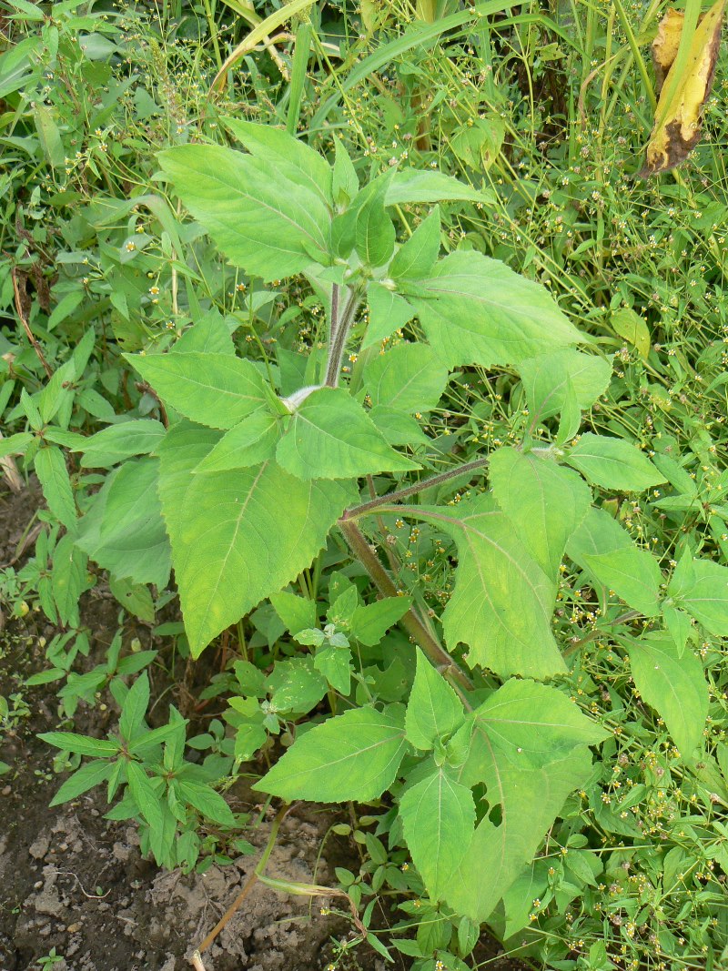 Image of Sigesbeckia pubescens specimen.