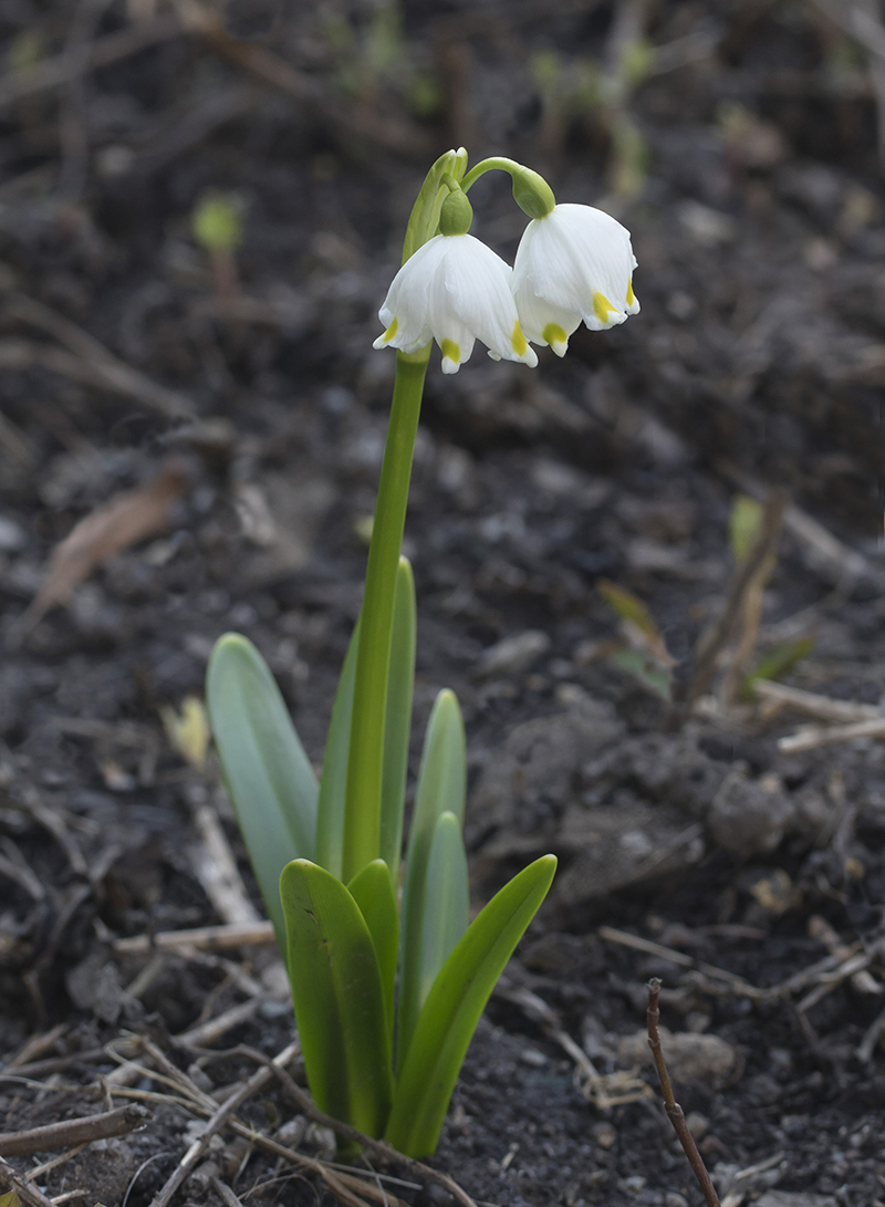 Image of Leucojum vernum specimen.