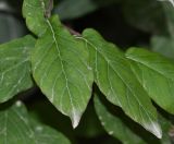 Cobaea scandens