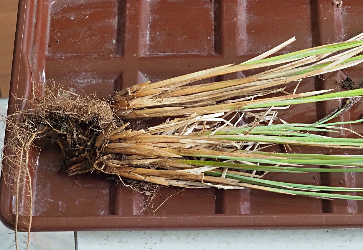 Image of Carex elata specimen.