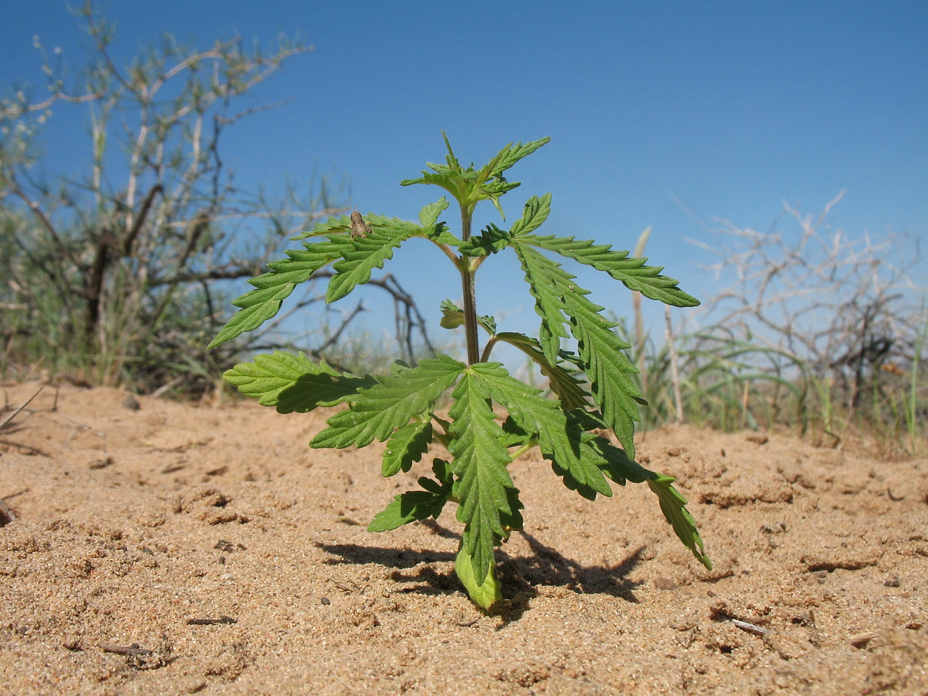 Image of Cannabis sativa var. spontanea specimen.