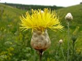 Centaurea orientalis. Соцветие. Украина, Донецкая обл., Ясиноватский р-н, окр. пос. Нетайлово, песчаная степь. 22.06.2010.