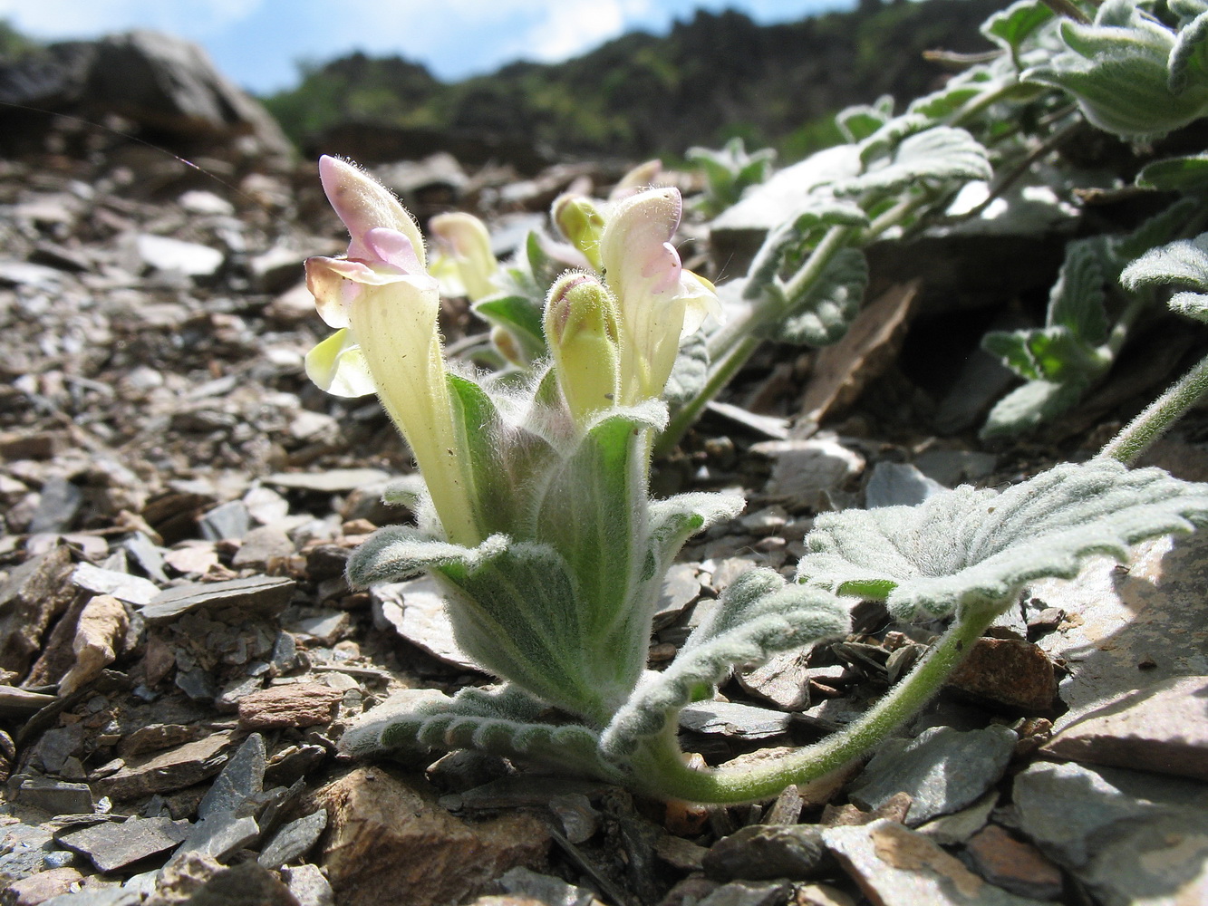 Image of Scutellaria karatavica specimen.