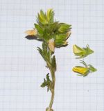 Image of taxon representative. Author is Татьяна Мальчинская
