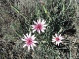 Tragopogon marginifolius