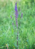 Salvia tesquicola