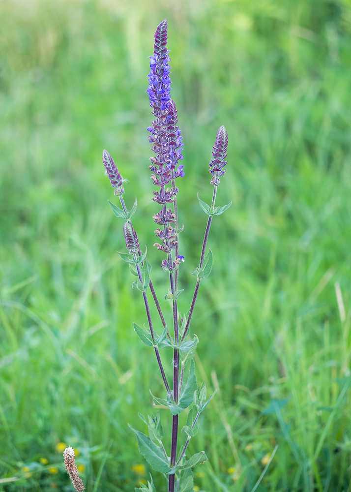 Изображение особи Salvia tesquicola.