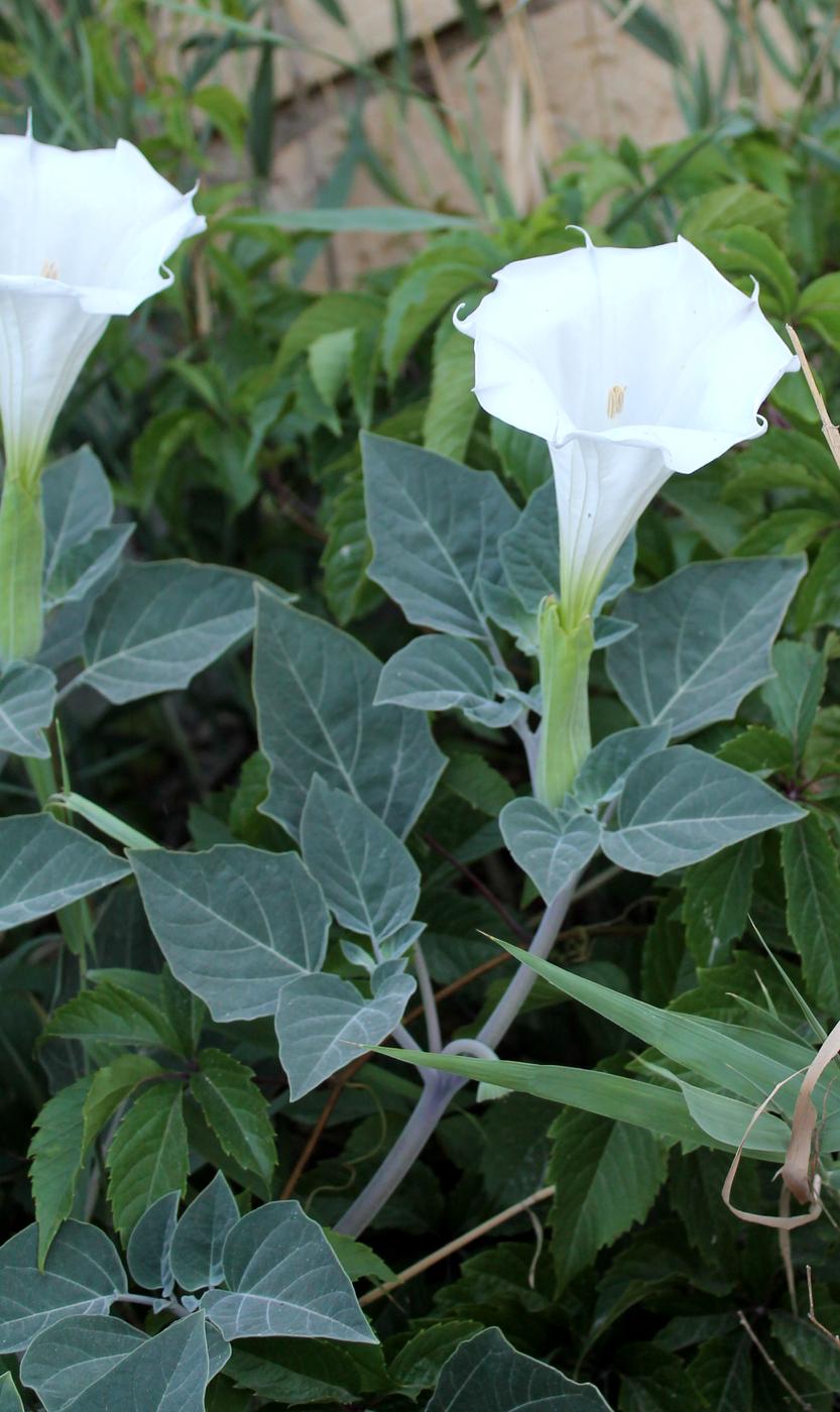 Image of Datura innoxia specimen.