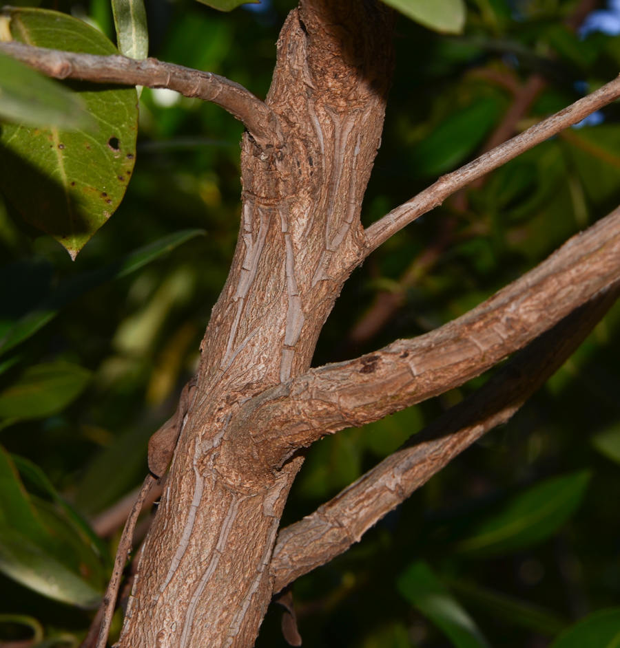 Image of Conocarpus erectus specimen.