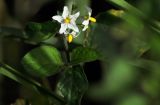 Solanum nigrum