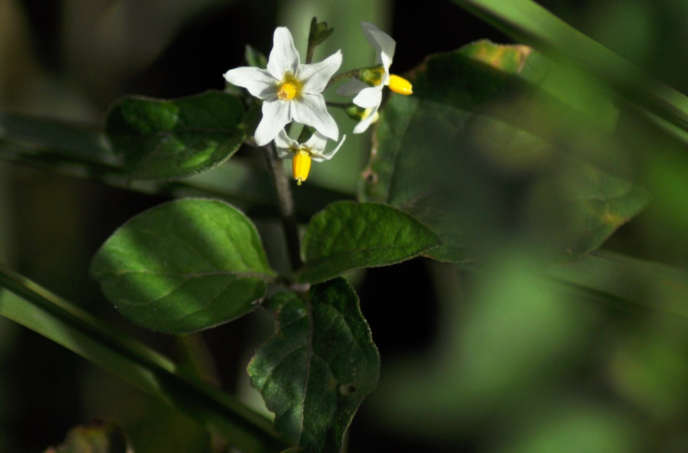 Image of Solanum nigrum specimen.