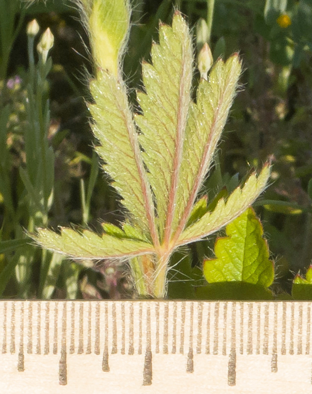 Изображение особи Potentilla recta.