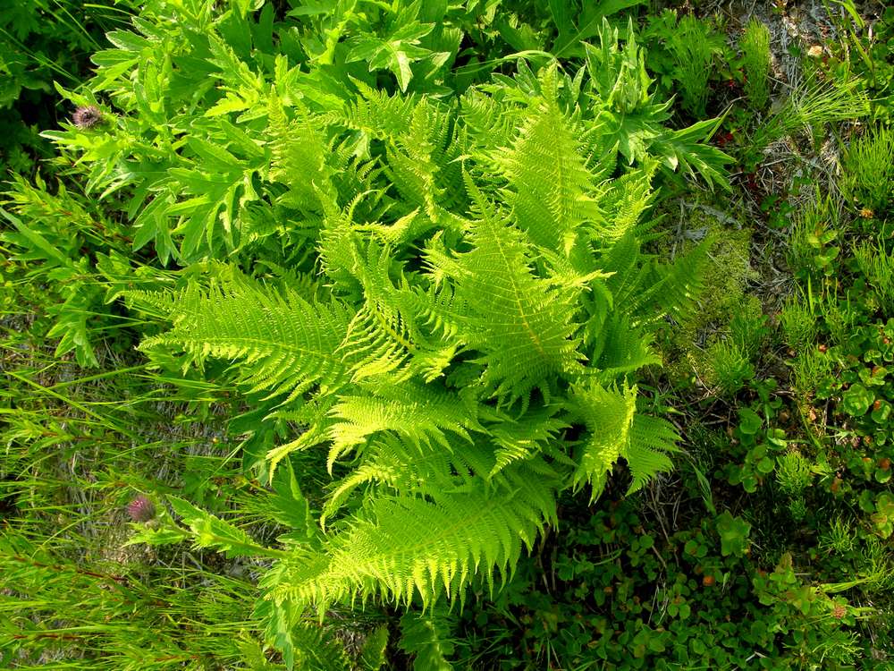 Image of Oreopteris quelpaertensis specimen.