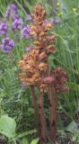 Orobanche alba ssp. xanthostigma