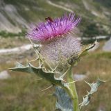 Cirsium balkharicum. Верхушка побега с соцветием и кормящимся насекомым. Кабардино-Балкария, Черекский р-н, Кабардино-Балкарский высокогорный заповедник, Черек-Безенгийское ущелье, окр. альплагеря \"Безенги\", ≈ 2100 м н.у.м., отложенная боковая морена, субальпийский луг. 16.08.2021.