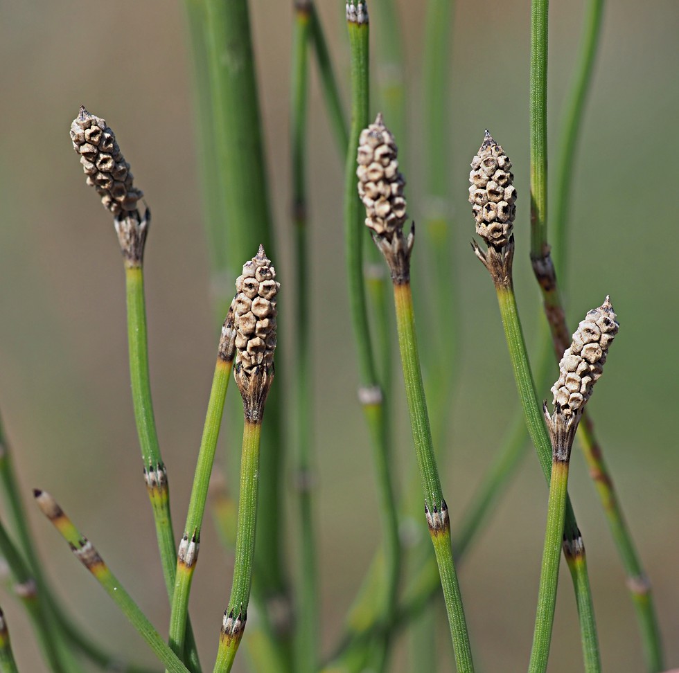 Изображение особи Equisetum ramosissimum.