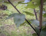 Betula albosinensis