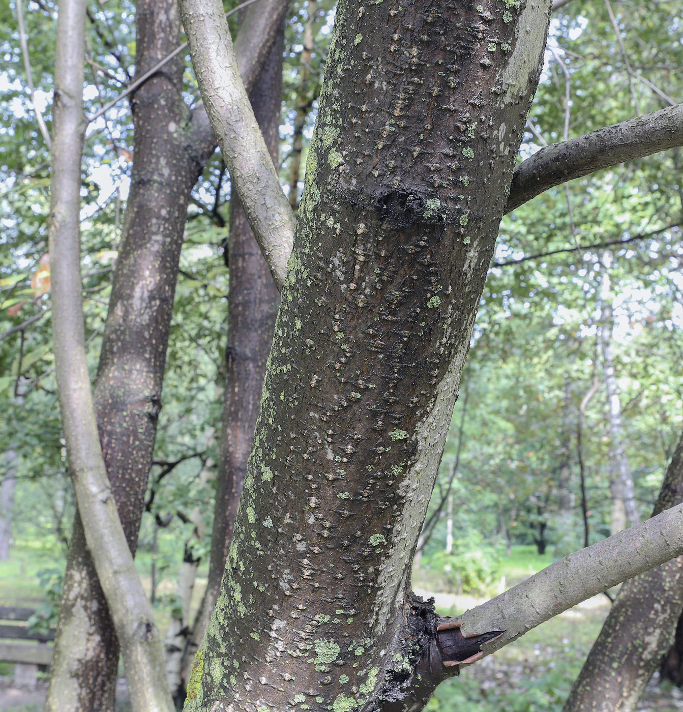 Image of Sorbus takhtajanii specimen.