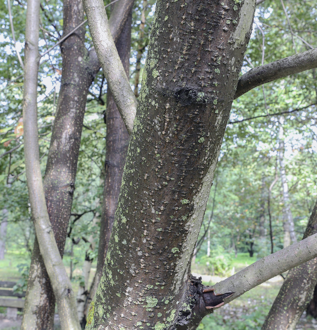 Изображение особи Sorbus takhtajanii.