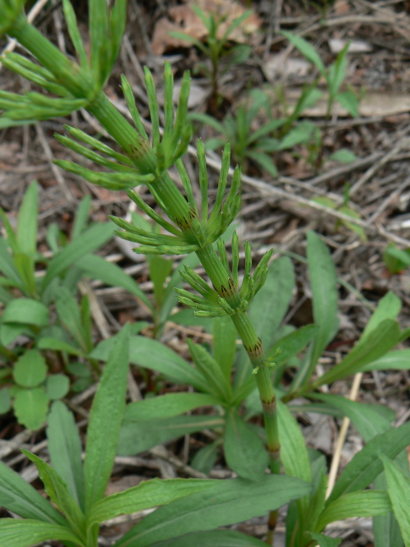 Image of Equisetum arvense specimen.