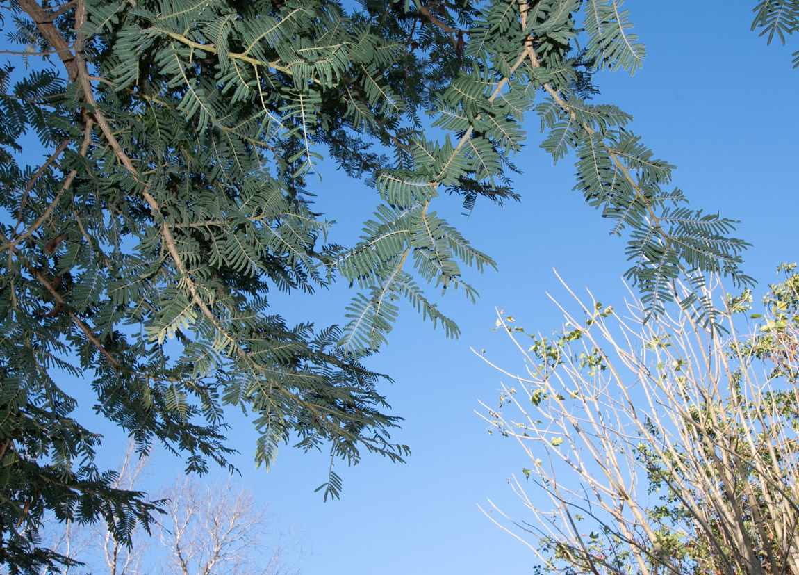 Изображение особи Vachellia sieberiana.