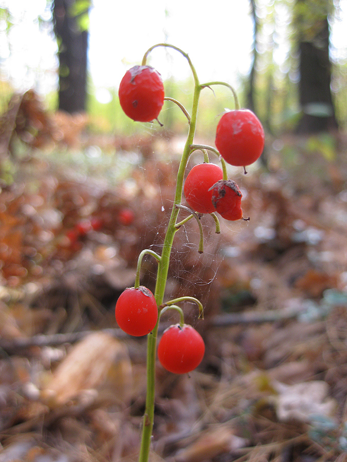 Изображение особи Convallaria majalis.