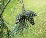 Pinus sylvestris