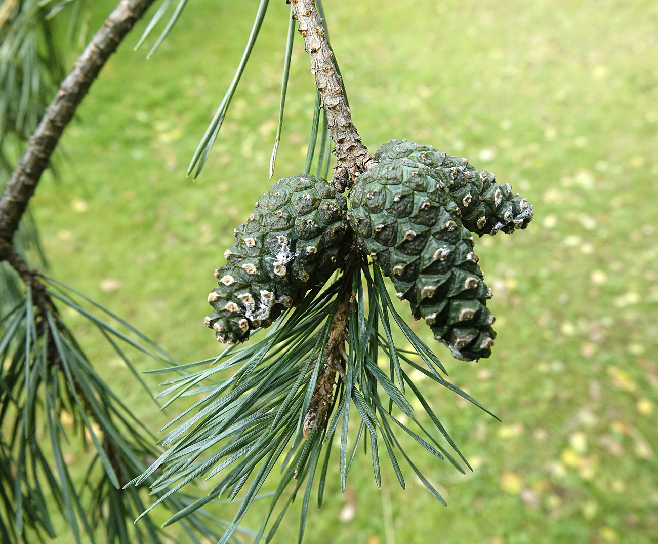 Изображение особи Pinus sylvestris.