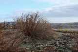 Juncus trifidus